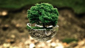 arbre terre environnement 