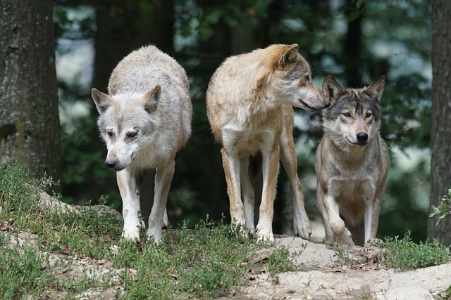 loups meute