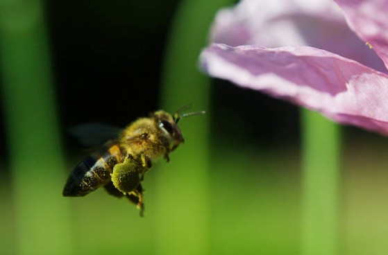 abeille-fleur-jardin
