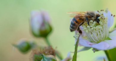 abeille-jardin-fleur