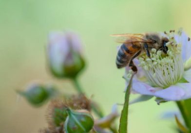 abeille-jardin-fleur