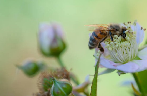 abeille-jardin-fleur