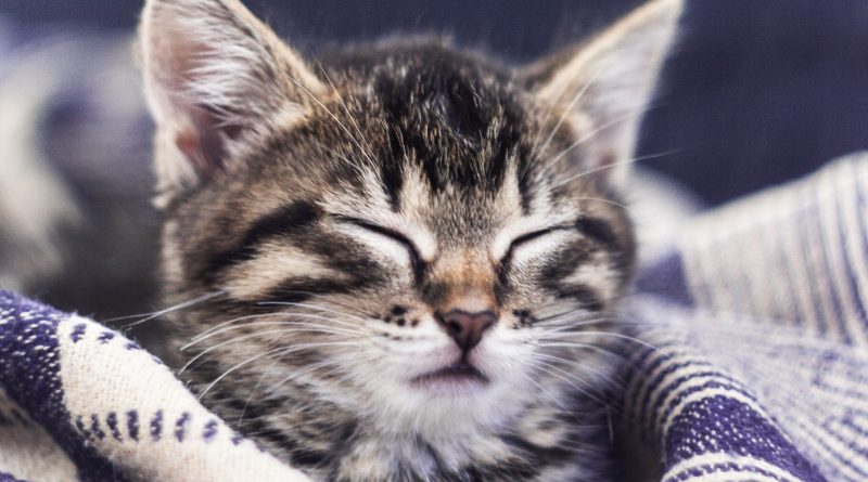 Chaton tigré qui ferme les yeux enroulé dans une couverture