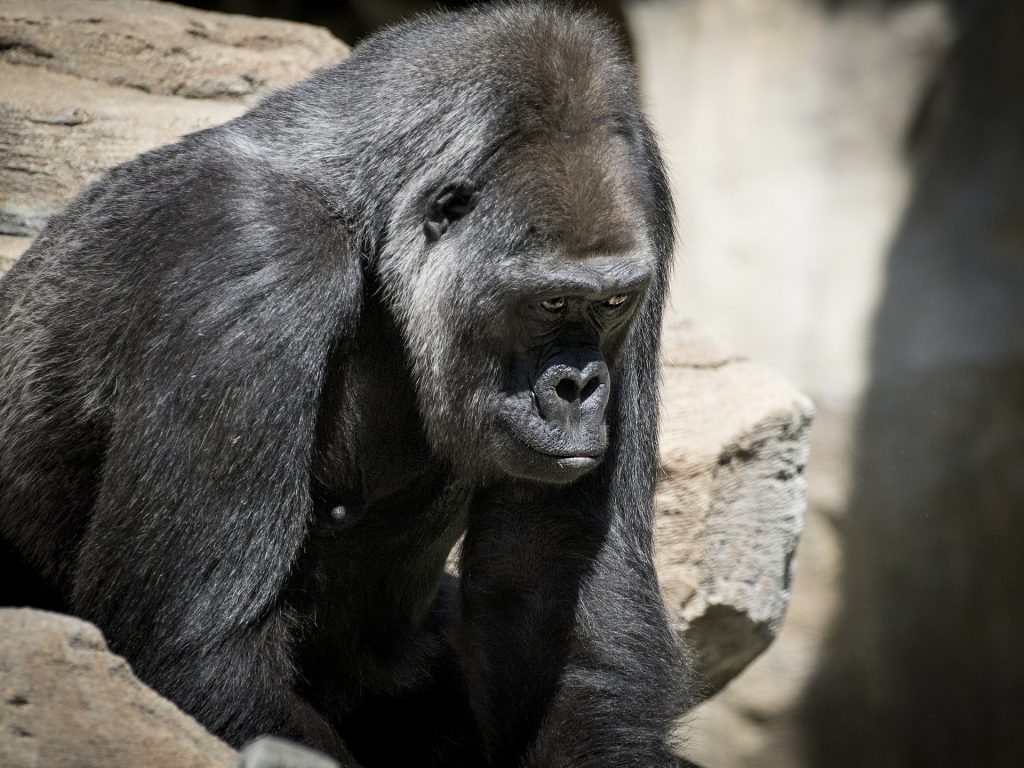 Un gorille dans un zoo