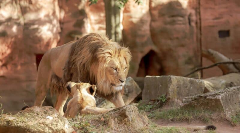 dormir parc animalier