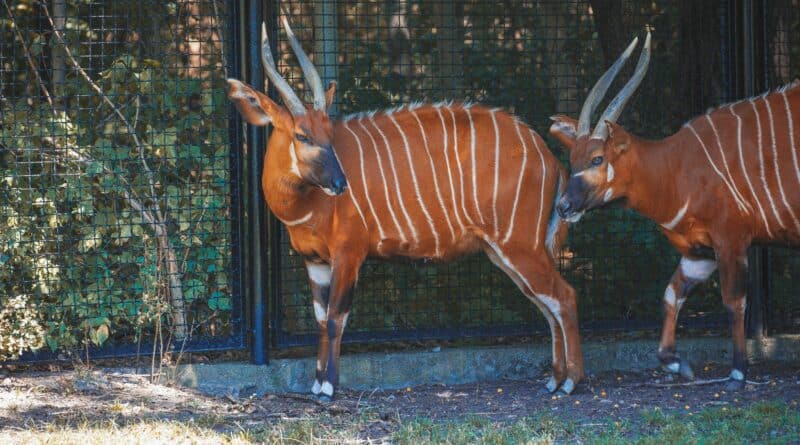 animaux hybrides